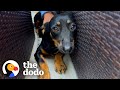 Scared Dog's Owner Tried To Give Him Away | The Dodo