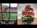 Bonsai Tree (Japanese Maple - Acer Palmatum) Transformation