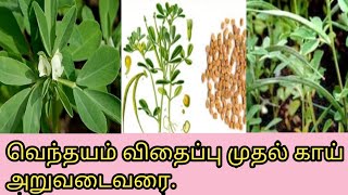 வெந்தயம் விதைப்பு முதல் வெந்தயகாய் அறுவடைவரைFenugreek(Methi) seedling, to harvesting fenugreek seeds