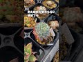 楽しい楽しい多肉ハウス作り♪ succulent 多肉生産者 多肉植物 エケベリア