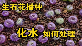 生石花小苗为何化水？如何处理减少损失