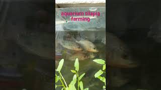 backyard aquarium tilapia farming