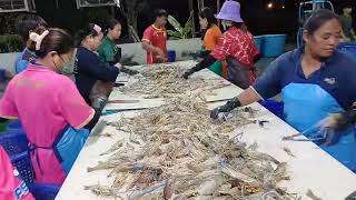 มาคัสที่แพกุ้ง เอกอร# ช่างหมึกคนเกษตร