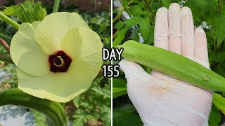 How to grow okra in a small pot at home (Lady Finger)