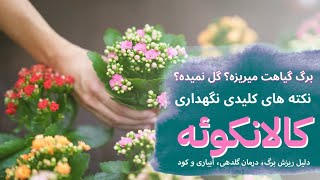 برگ گیاهت میریزه؟ گل نمیده؟ ریشه ها پوسید؟ نگهداری کامل کالانکوئه و نکته های کلیدی