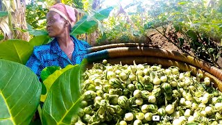 African Village Woman's life / Garden Eggs Harvesting / Entula / African Village Life / African