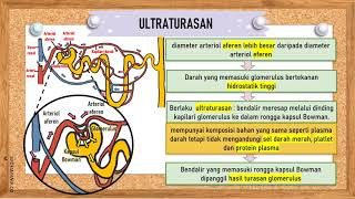 BIOLOGI KSSM TINGKATAN 4: 13.2 SISTEM URINARI (BAHAGIAN 1)