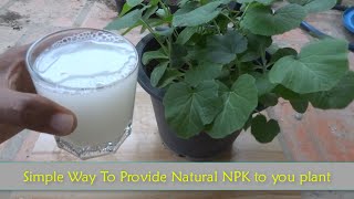 Simple Way To Provide Natural NPK To Your Plant