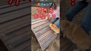 でっきるかな！？ドッグランでえらい踏ん張るポメチワ犬とトレーナーになりきる飼い主 #dog #pomeranian #犬のしつけ