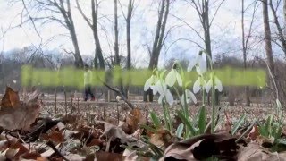 Frostiger Frühlingsanfang