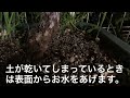 底面給水プランター　うるオンプランターで薔薇🌹を楽して育てています。春は週1回17ℓ満水にすれば我が家の環境では育ちます。