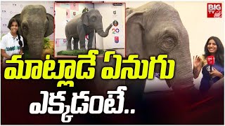 మాట్లాడే ఏనుగు.. ఎక్కడంటే.. Elephant Talking In English | BIG TV