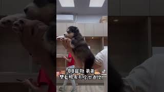 貝貝寵物專業犬舍- 雙藍眼 長毛哈士奇 21號