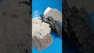 Tortuga Comiendo 🐢Así comen las tortugas 🐢 Habías visto a una tortuga comer #shorts #tortugas