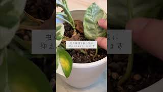 🍀植物が元気になる　活力剤の上手な使い方【☘Life with Houseplant】5-5#shorts