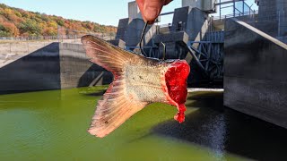 A RARE Catch Beneath this Spillway!!! (SURPRISE Species!)