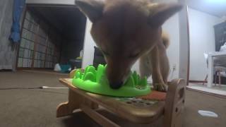 柴犬コロスケのディナー