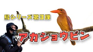 鳥シリーズ第３弾‼️アカショウビン撮影🐤