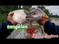 spesis belantara naik lagi ikan super kayangan