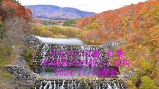 やまびこ吊橋紅葉　宮城県刈田郡七ヶ宿町　2024/11/19撮影