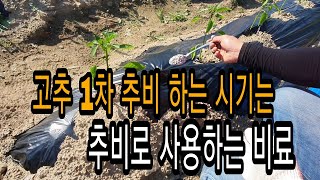 고추 1차 추비 시기와 사용하는 비료