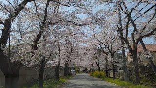 4K 栃木県内車載 2020.04.02 ❚ 太平山遊覧 お花見車載 Onboard cam in Tochigi prefecture