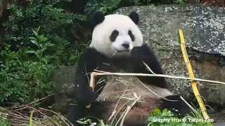 2015/09/27 圓仔玩小T管與大啖竹桿 Giant Panda Yuan Zai plays the T-shape tube and eats bamboo sticks