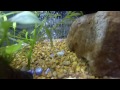 cory corydoras catfish quick care facts