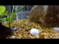 cory corydoras catfish quick care facts