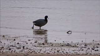 American Coot walking on shore at Pickwick Landing State Park March 24, 2018