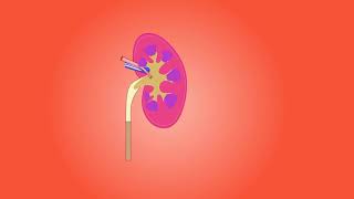 KIDNEY FUNCTION || FREE VIDEO and MUSIC