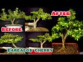 #My favourite Barbados cherry bonsai pruning & repotting video #Creating Barbados Cherry Bonsai #