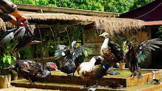 Muscovy Duck Wing Cutting SECRETS You Never Knew Existed! | Raising Organic Muscovy Ducks