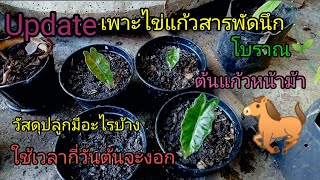 Update เพาะไข่ต้นแก้วสารพัดนึกโบราณ, ต้นแก้วหน้าม้า, กี่วันต้นจะงอก, บ้านสวนแจ๋วแหวว