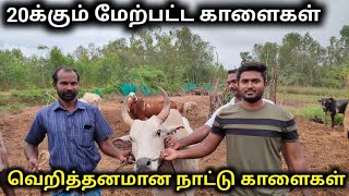 3 தலை முறையாக ஜல்லிக்கட்டு காளைகள் வளர்க்கும் குடும்பம் | கபடி கவி கடலூர் மாவட்டம்