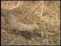 grey francolin or safed teetar calling francolinus pondicerianus