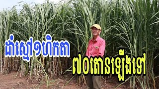 លោក ហ៊ត លាង ដាំស្មៅគោ១ហិកតា ៧០តោនឡើងទៅ