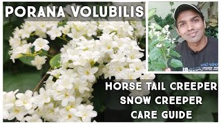 Porana volubilis Flowering Vine Care Guide | Horse-Tail/Snow Creeper | Nandanam Exotics | By Nirmal