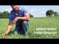 green spirit italian ryegrass by millborn seeds