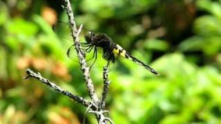 コシアキトンボ  (Pseudothemis zonata)　2009    Video 15