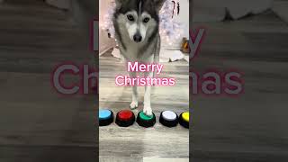 Sapphie the pomsky wishes you a merry Christmas