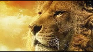 The African Lion | Africa's most Fearsome Hunters | Lion Pride Documentary HD | Wildlife Documentary