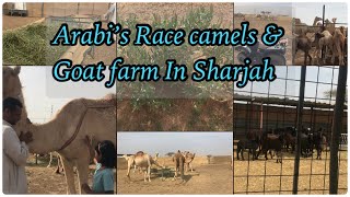 Sharjah-வில் அரபிக்கு சொந்தமான Race ஒட்டகம்,ஆட்டு பண்ணை சுத்தி பாக்கலாம்| Race camel farm in Sharjah