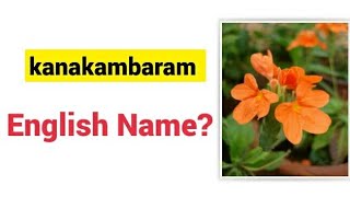 Kanakambaram - English name? #flower