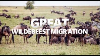 The Great Wildebeest Migration (Masai Mara-Serengeti Plains)- Nature's Greatest Journey