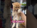 Persian cat semi punch #catsbae