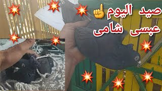 صيد اليوم☝️مسكت عبسى شامى👈وتحفيظ الزغاليل الدخول للمصطبة #تربوووالغيةالمصرية