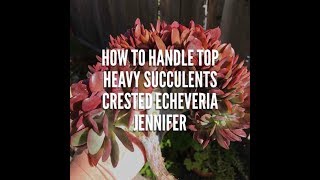 HOW TO HANDLE TOP HEAVY SUCCULENTS-CRESTED ECHEVERIA JENNIFER