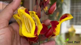 🌺🌿 Discover the Exotic Beauty of Thunbergia mysorensis | Seed2Plant 🌿🌺