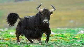 This Wild Bull Is Feared By the Entire Animal Kingdom